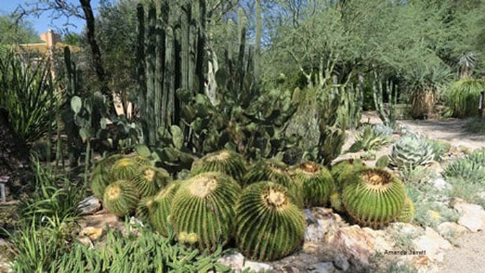 Echinocactus grusonii, golden barrel cactus,Tucson Botanical Gardens, Arizona-Sonora Desert,Amanda's Blog,thegardenwebsite.com,Amanda Jarrett