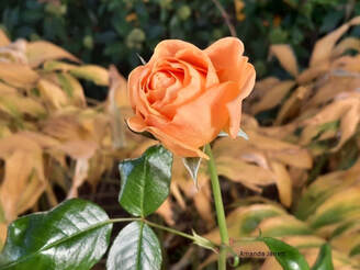Julia Child floribunda rose