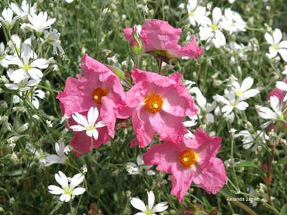Cistus albidus,rock rose,winter protection,thegardenwebsite.com,amanda jarrett