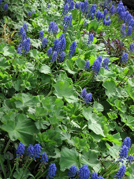 Grape-hyacinths,muscari,naturalizing bulbs
