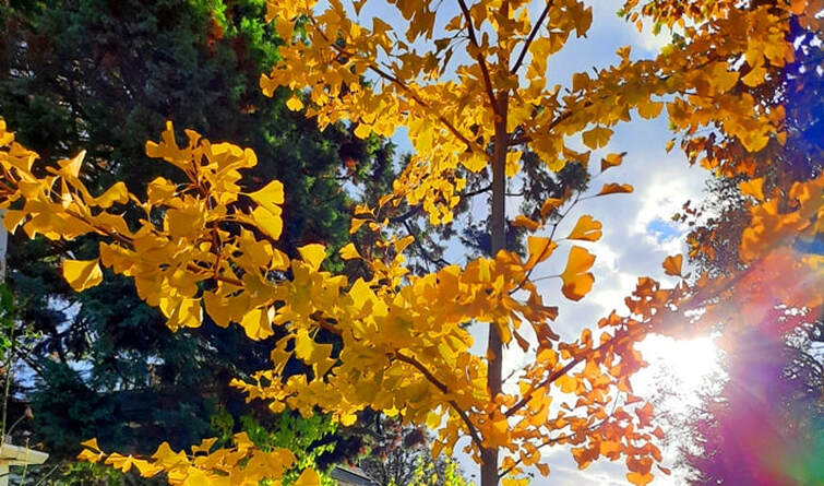 maidenhair tree,ginkgo biloba,fall colour