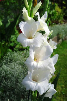 gladiolus,summer bulbs,August flowers