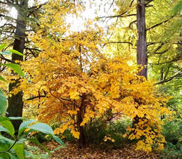 Virginia witch hazel,Hamamelis virginiana,colourful fall plants,November plants,autumn plants 