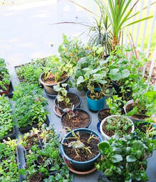 hardening-off plants,preparing plants to go outside,May garden chores