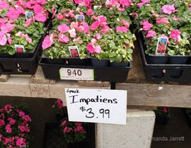 bedding plants,annuals,buying bedding plants