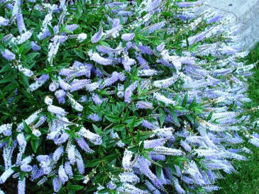 Hebe buxifolia 'Patty's Purple',June flowers,summer flowers,broadleaf evergreens with summer flowers
