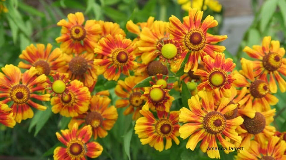 'Helena' sneezeweed,helenium autumnale,North America indigenous plant,wildflower,autumn flowering perennial,fall flowers,plants for moist soils,September plant of the month