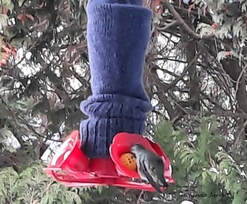 how to keep hummingbird nectar from freezing