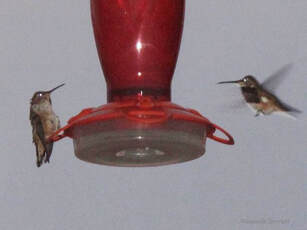 hummingbirds overwinter