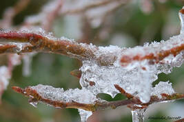 Plants coated with ice. 