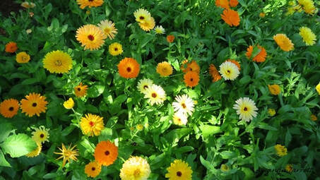Scotch marigolds,Calendula,easy plants to grow from seed