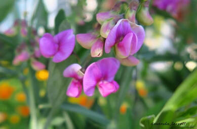 sweet peas,fragrant flowers,easy to grow from seed