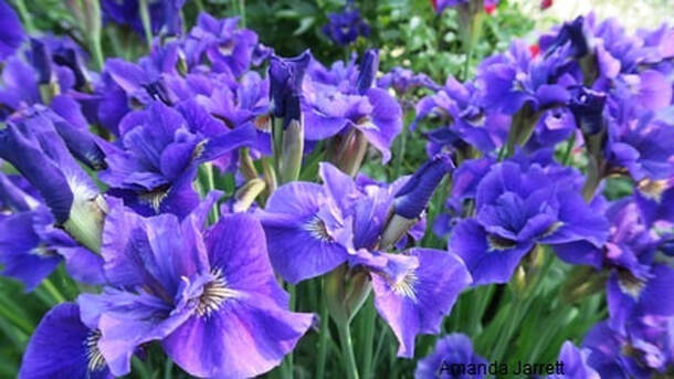 Iris siberica,Siberian iris,May garden chores,spring gardening,May garden journal,The Garden Website,com,Amanda’s Garden Consulting,Amanda Jarrett,garden website 