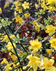 Winter jasmine,Jasminium nudiflorum,winter flowering plants