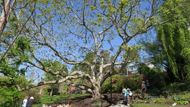 Heritage tree,Canadian-Japanese Walnut hybrid,Juglans cinerea x J. siebolidiana v. 'Cordiformis,Dart's Hill,Amanda's blog,the Garden Website.com,Amanda's Garden Consulting,Amanda Jarrett