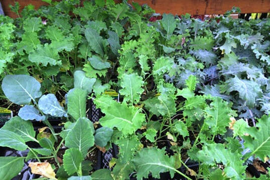 growing cool season crops from seed,hardening off transplants,growing vegetables from seed