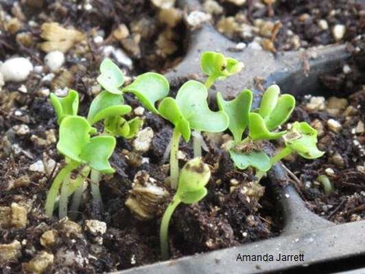 growing broccoli from seed,how to grow vegetables from seed