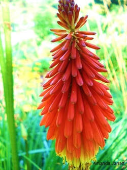 Red-hot poker plant,torch lily,Kniphofia uvaria,May gardens,spring gardens,May flowers