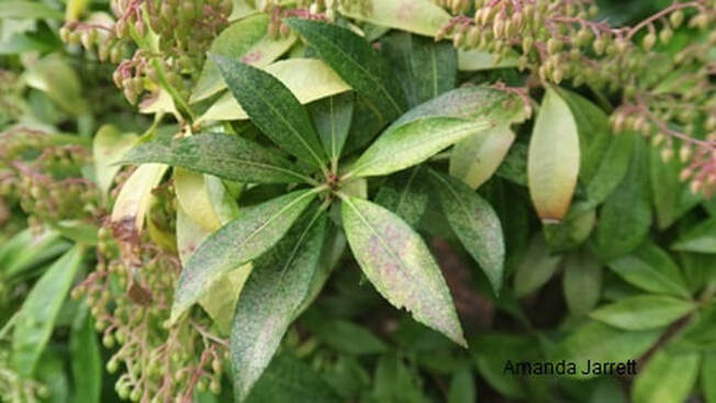 lacebug,Pieris japonica 'Variegata',variegated Japanese andromeda,Lily-of-the-valley shrub,March gardens,Gardening in March,March flowers,March plants,March plant of the Month,early spring gardening,The Garden Website.com,thegardenwebsite.com,Amanda’s Garden Consulting,Amanda Jarrett