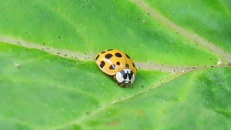 lady bugs,ladybeetles,ladybirds,biological insect control,insect barriers,insect control,plant pests,the garden website.com,Amanda's Garden Consulting,Amanda Jarrett