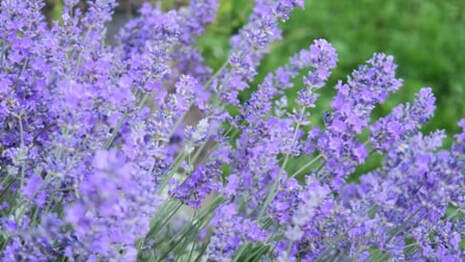 Lavandula angustifolia,English lavander,summer flowers,June flowering plants