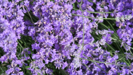 Lavandula angustifolia,English lavander,June flowers,The Garden Website.com,Amanda Jarrett,Amanda’s Garden Consulting,garden website