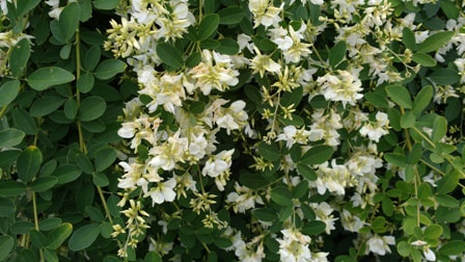 Lespedeza thunbergii ssp. thunbergii 'White Fountain'