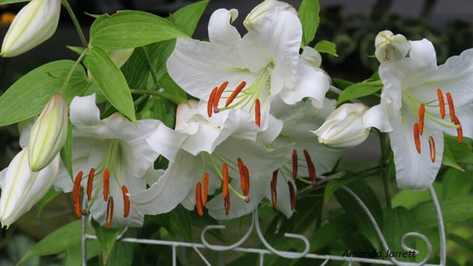 white stargazer lily,Lilium orientalis,August flowers,summer bulbs