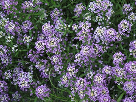 alyssum,Lobularia maritima,syrphid fly,hover flies,biological insect control,insect barriers,insect control,plant pests,the garden website.com,Amanda's Garden Consulting,Amanda Jarrett