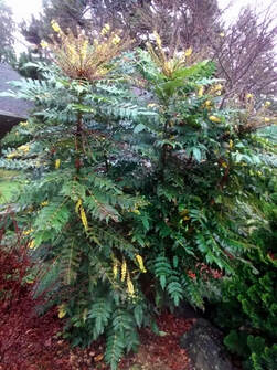 Mahonia x media 'Charity' Oregon grape holly,January gardening,January plants,dormant pruning,gardening in winter,winter pruning,dormant oil lime sulfur,control of overwintering insects & diseases,topping trees,winter gardening,Canadian seed and plant catalogues,The Garden Website.com,the garden website,Amanda Jarrett,Amanda’s Garden Consulting,landscaping,horticulture