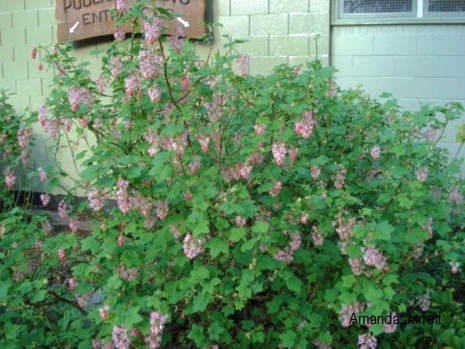 Ribes sanguineum,March plant of the month,native plants,March garden,thegardenwebsite.com,the garden website.com,Amanda Jarrett,Amanda's Garden Consulting