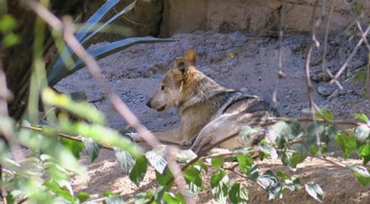 lobo,Mexican wolf,Arizona-Sonora Desert Museum,Amanda's Blog,thegardenwebsite.com,Amanda Jarrett