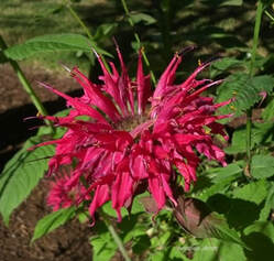 Mondarda didyama,bee balm,pollinator plants,summer flowers,August flowers