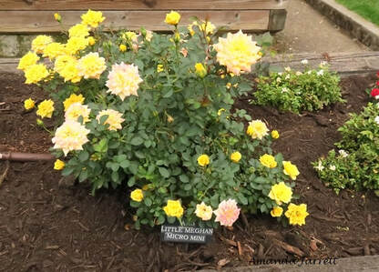 mulch,growing roses,Portland's International Rose Garden