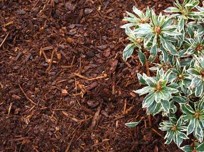 mulch broadleaf evergreens,organic pest control