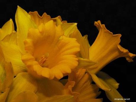 October garden calendar,planting bulbs in fall,daffodil,narcissus,thegardenwebsite.com, Amanda Jarrett