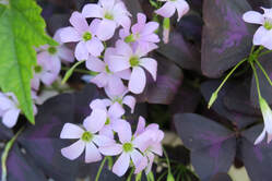 purple shamrock,oxalis triangularis,summer flowers,august flowers