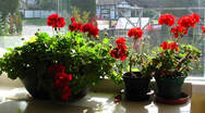 overwintering geraniums,storing Pelargoniums,Amanda Jarrett,thegardenwebsite.com