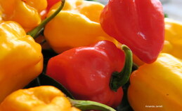 Chili Pepper 'Habanero Orange' repels animals 