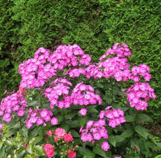 Phlox paniculata,garden phlox,summer flowers,August flowers,July flowers
