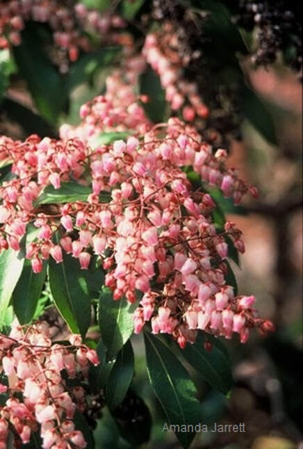 Pieris japonica 'Pink Passion',Japanese andromeda,Lily-of-the-valley shrub,March gardens,Gardening in March,March flowers,March plants,early spring gardening,The Garden Website.com,thegardenwebsite.com,Amanda’s Garden Consulting,Amanda Jarrett