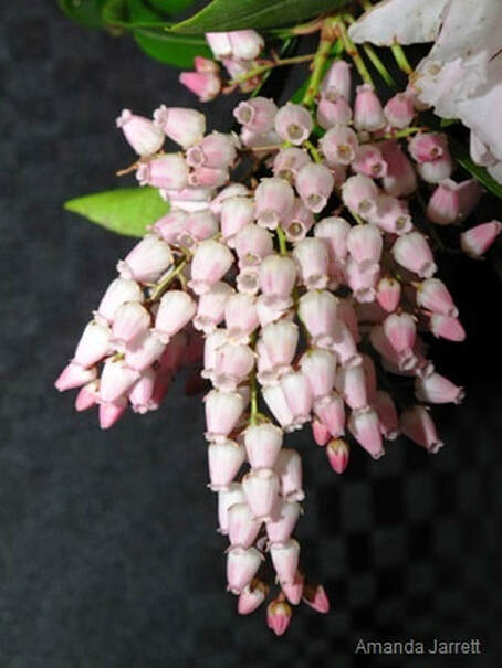 Pieris japonica,Japanese andromeda,Lily-of-the-valley shrub,March gardens,Gardening in March,March flowers,March plants,early spring gardening,The Garden Website.com,thegardenwebsite.com,Amanda’s Garden Consulting,Amanda Jarrett