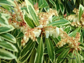 Pieris japonica 'Variegata',variegated Japanese andromeda,Lily-of-the-valley shrub,March gardens,Gardening in March,March flowers,March plants,March plant of the Month,early spring gardening,The Garden Website.com,thegardenwebsite.com,Amanda’s Garden Consulting,Amanda Jarrett