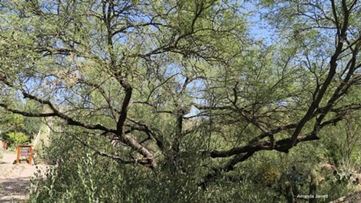 Prosopis velutina,velvet mesquite tree,Arizona-Sonora Desert Museum,Amanda's Blog,thegardenwebsite.com,Amanda Jarrett