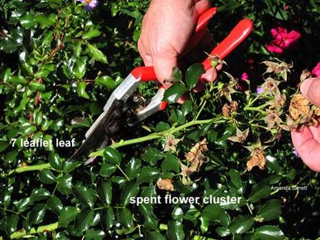 How to Prune Roses - Rose Notes