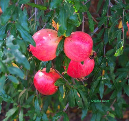 Punica granatum,pomegranate,Tucson Botanical Gardens, Arizona-Sonora Desert,Amanda's Blog,thegardenwebsite.com,Amanda Jarrett