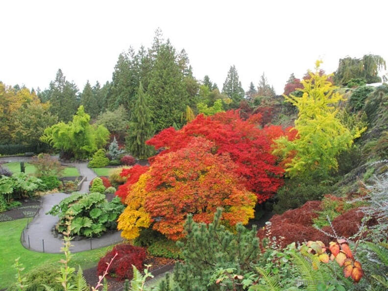Queen Elizabeth Park,Japanese maple,Acer palmatum,October Plant of the Month The Garden Website.com,small trees,trees for fall colour,The Garden Website.com,Amanda’s Garden Consulting,Amanda Jarrett,garden website
