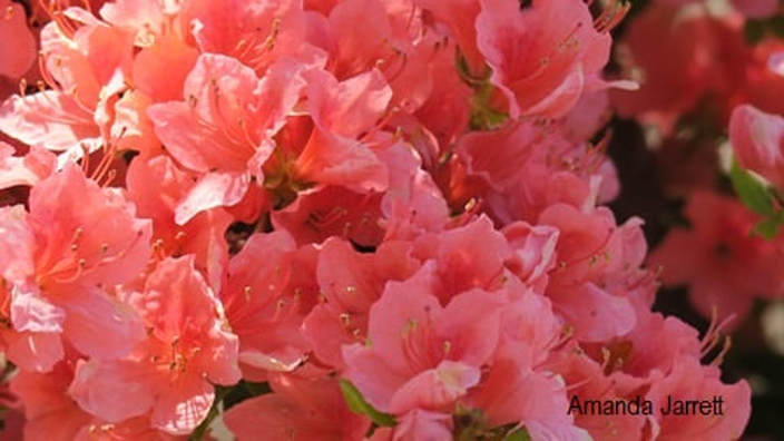 Rhododendron kaempferi,Kaempfer azalea,Dart's Hill,Amanda's blog,the Garden Website.com,Amanda's Garden Consulting,Amanda Jarrett 