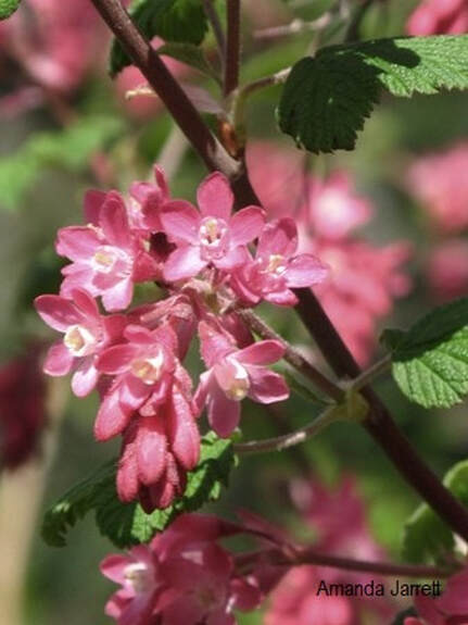 Ribes sanguineum,March plant of the month,native plants,March garden,thegardenwebsite.com,the garden website.com,Amanda Jarrett,Amanda's Garden Consulting