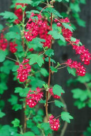 flowering currant,ribes sanquineum,North American indigenous plant,March flowering shrub